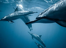 开云体育集锦：用高光时刻点亮你的观赛人生